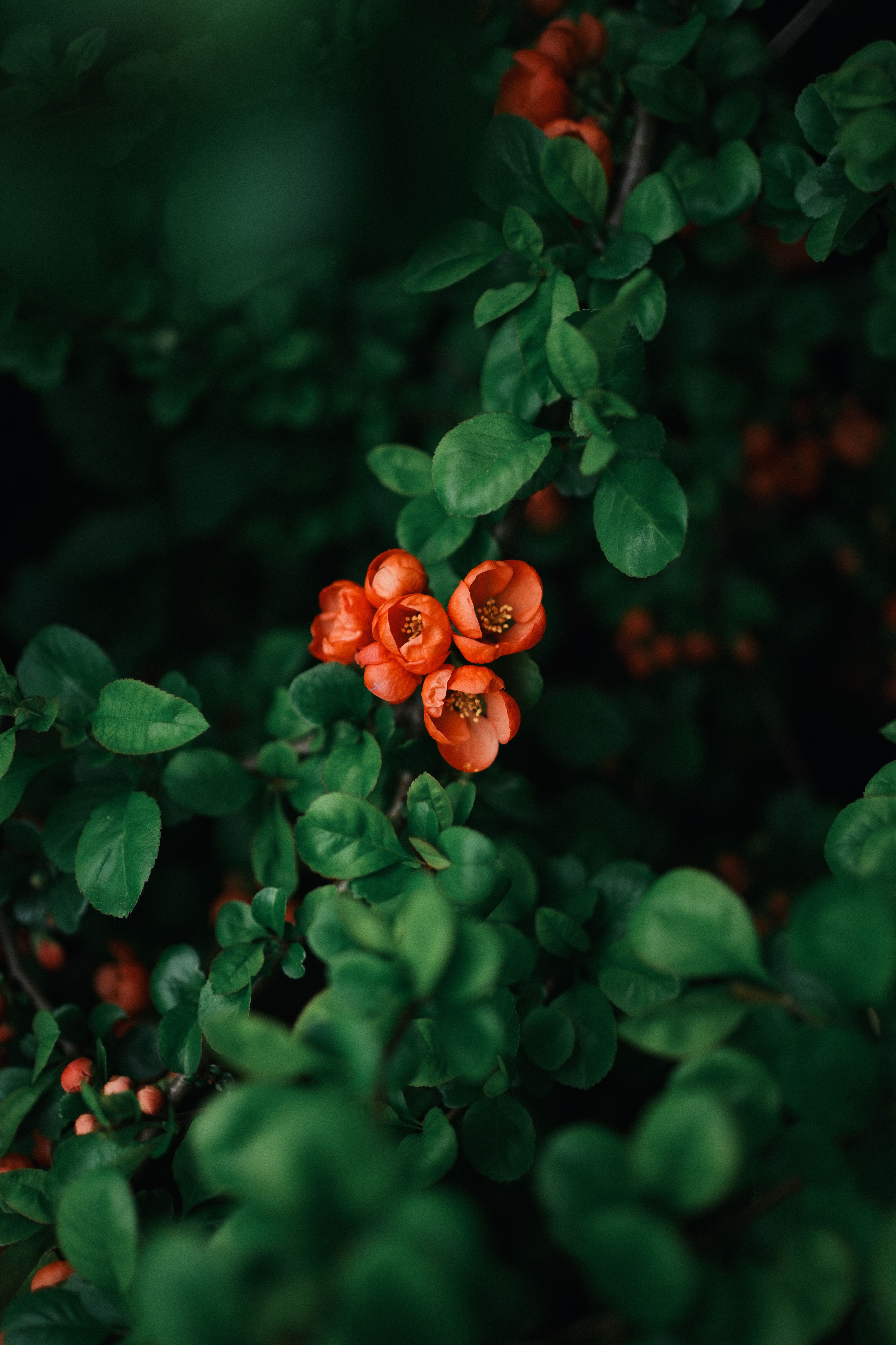 The Future of Web and App Development: What to Expect